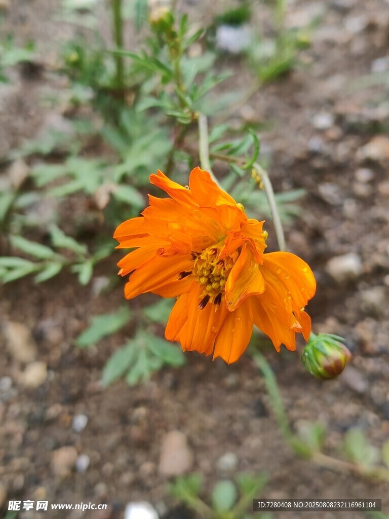 橙色小花綻放于綠植間