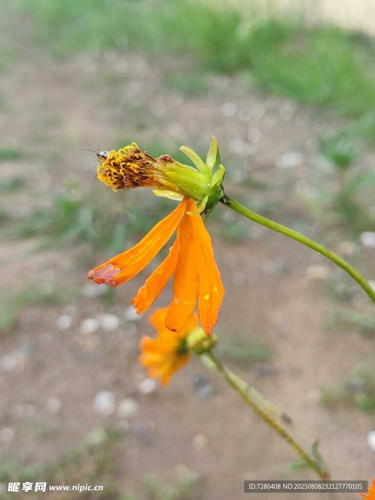 橙色小花特寫