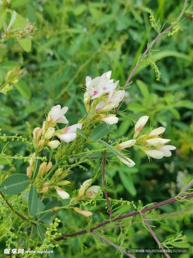 野外綻放的清新白色小花