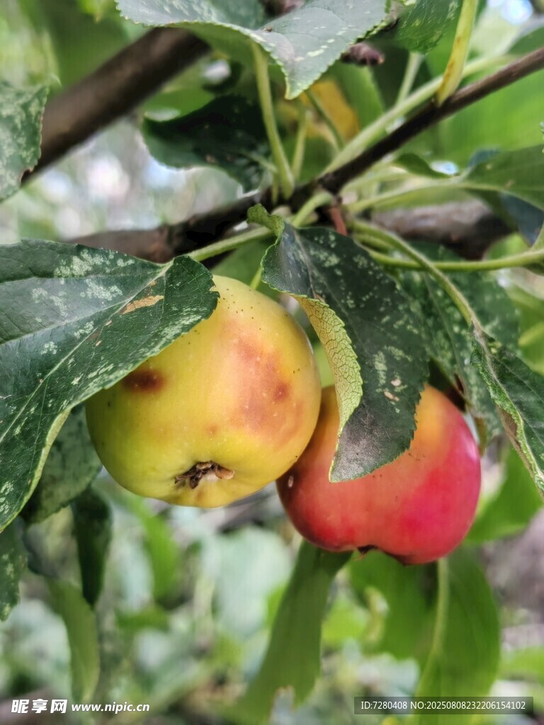 枝頭鮮嫩蘋果掛綠葉間
