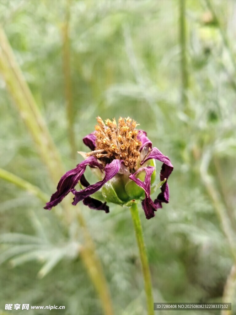 紫色花朵特寫