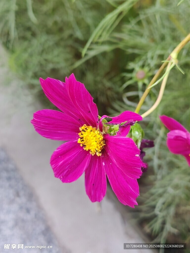 嬌艷粉色波斯菊綻放