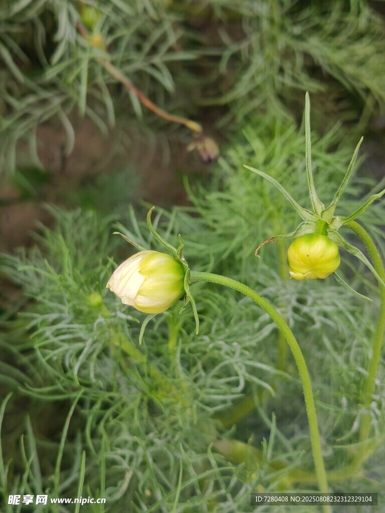 兩朵嫩黃小花綻放草叢中