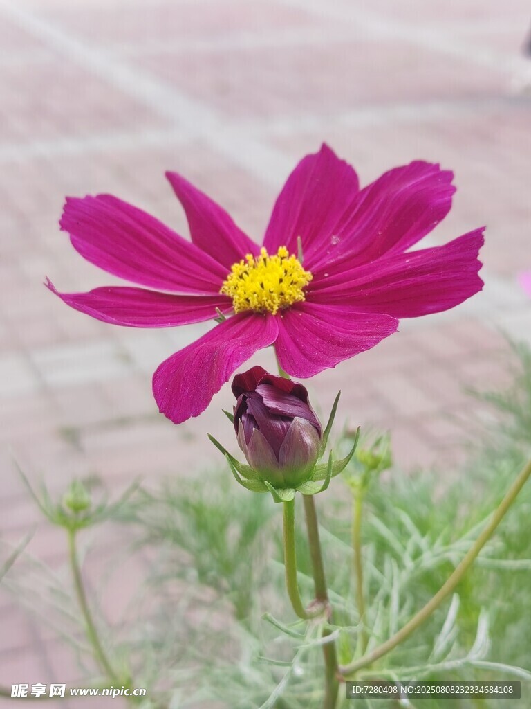 嬌艷波斯菊綻放瞬間