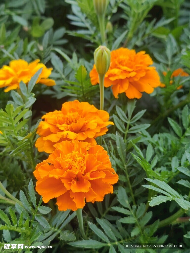 鮮艷橙色萬壽菊綻放