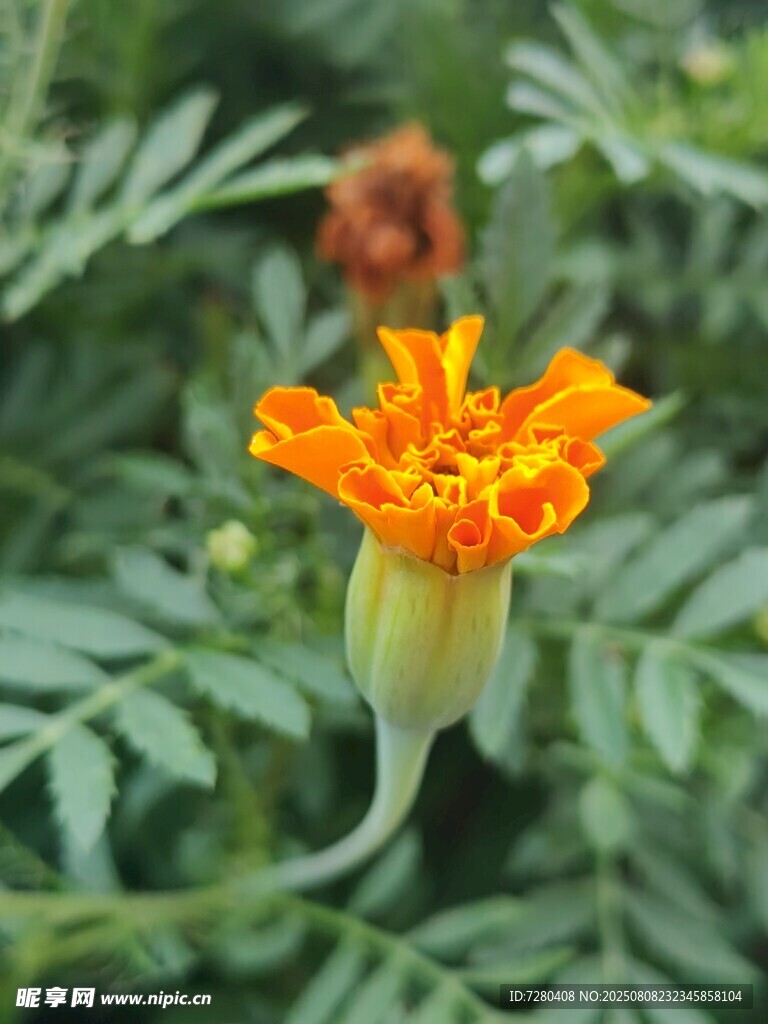 橙色萬壽菊特寫
