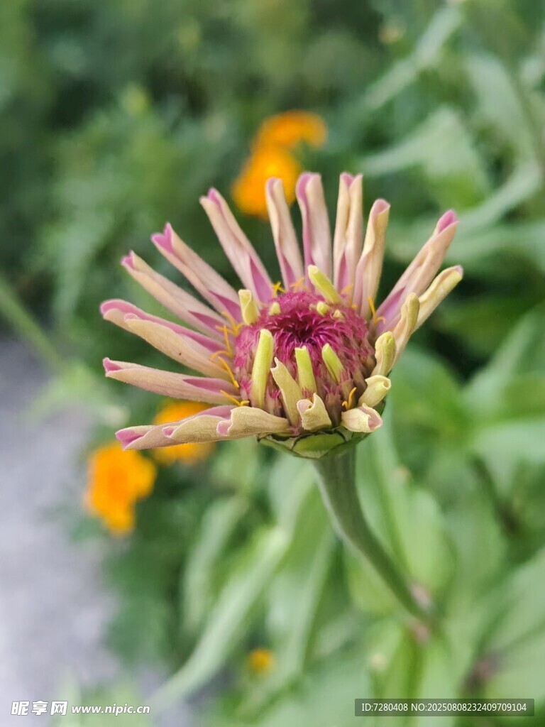 綻放的多彩百日菊
