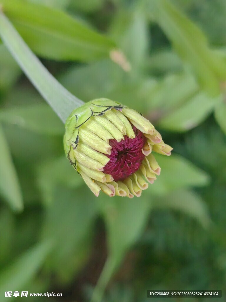 含苞待放的雙色花朵