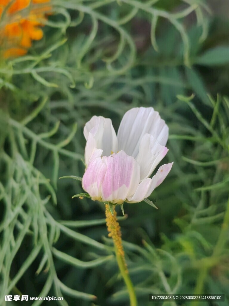 粉色嬌嫩花朵綻放