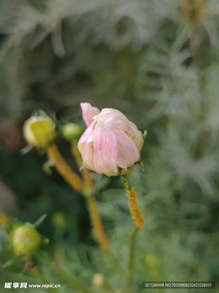 含苞待放的粉色嬌艷小花
