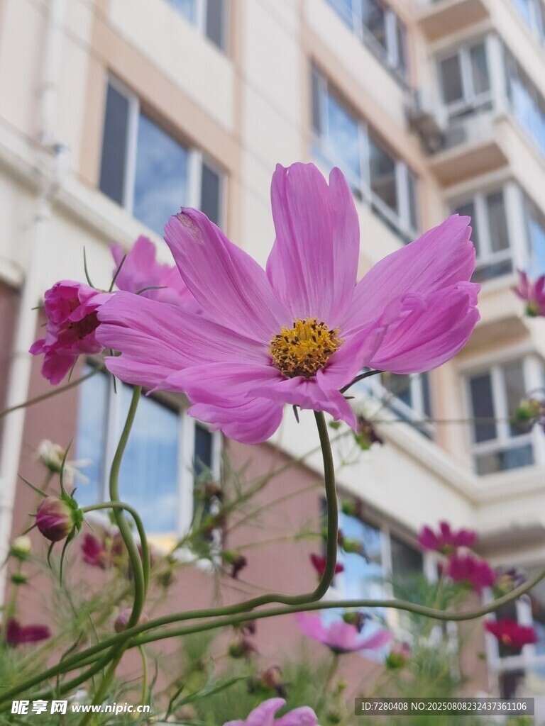 樓前綻放的美麗格桑花