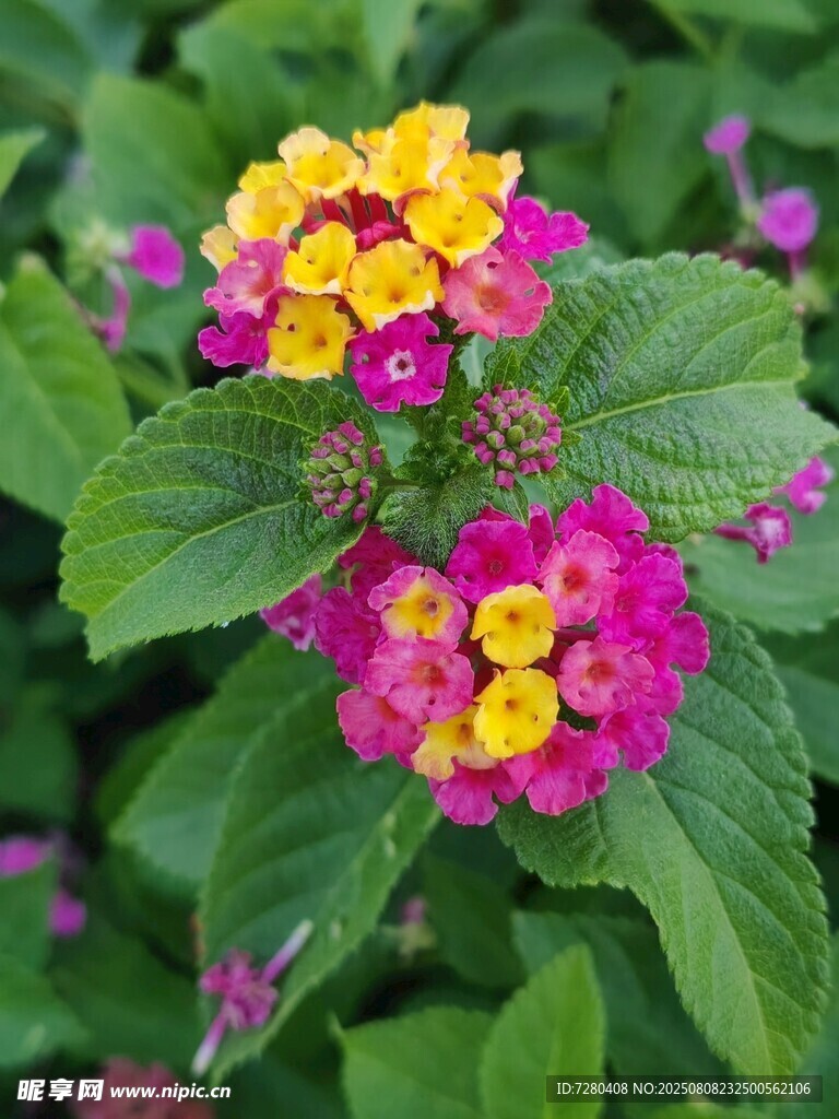 多彩馬纓丹綻放綠葉間
