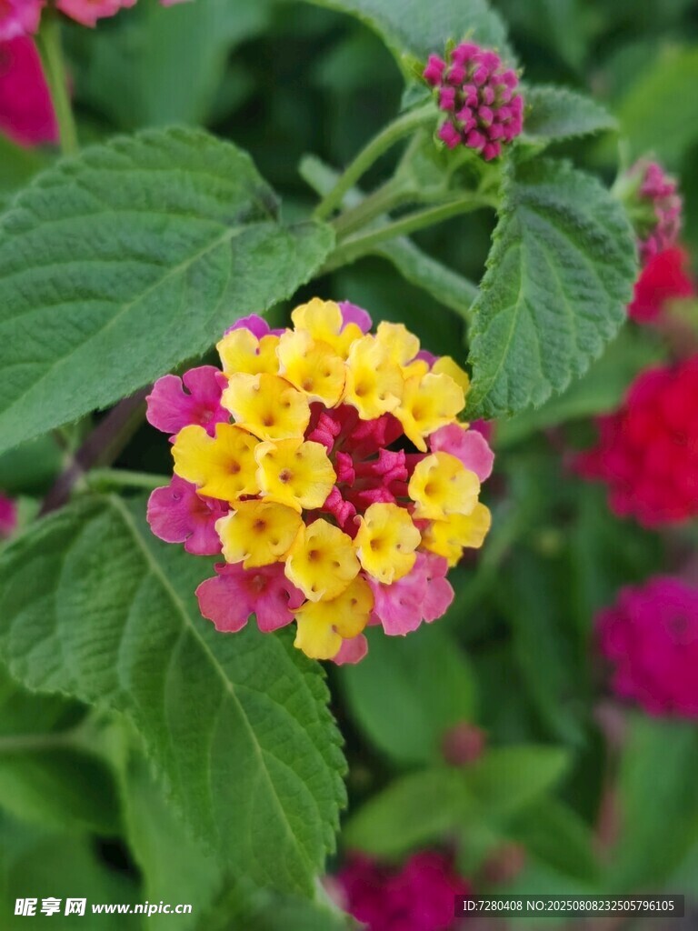 多彩馬纓丹綻放