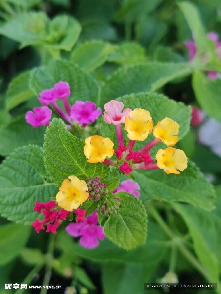 多彩花卉綻放綠葉間