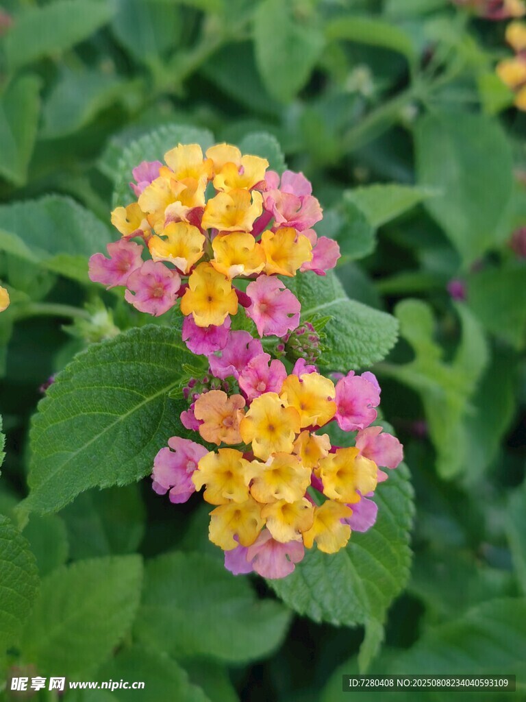 多彩馬纓丹綻放綠葉間