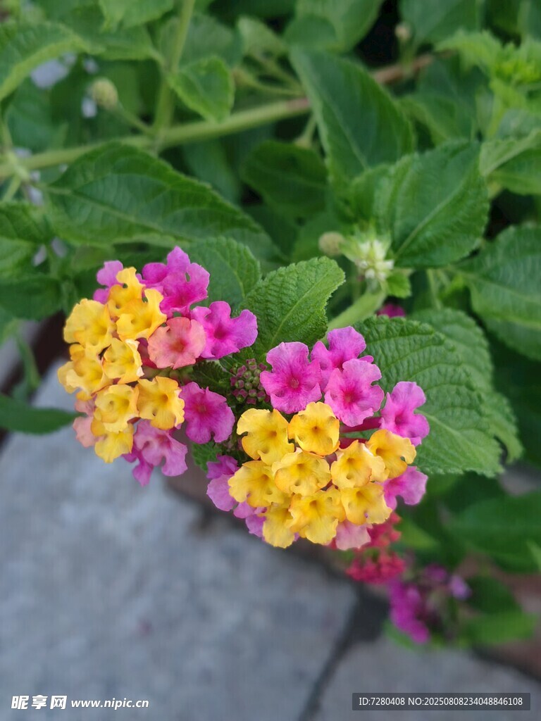 多彩馬纓丹綻放