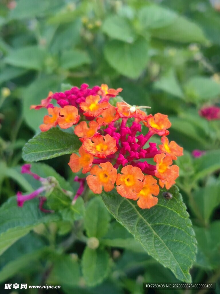 多彩馬纓丹綻放