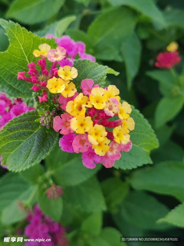 多彩馬纓丹綻放