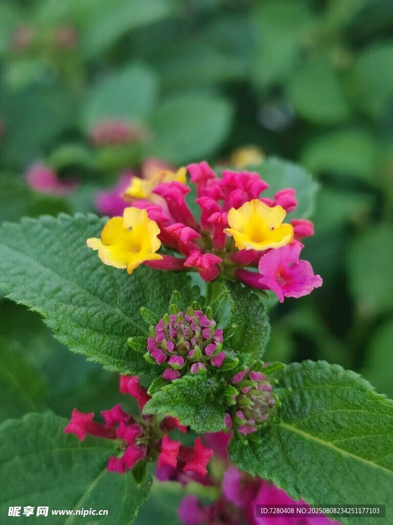 多彩馬纓丹綻放
