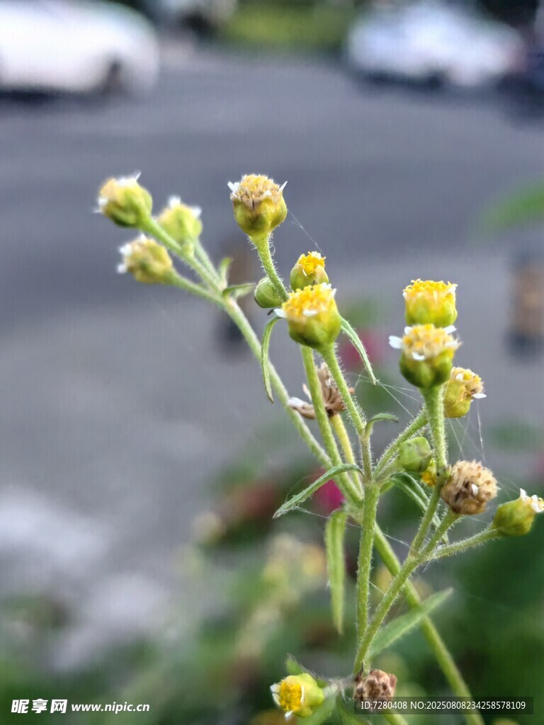 路邊黃色小花特寫