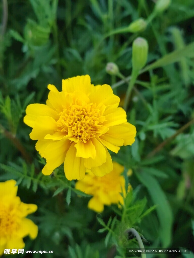 黃色萬(wàn)壽菊綻放于草叢