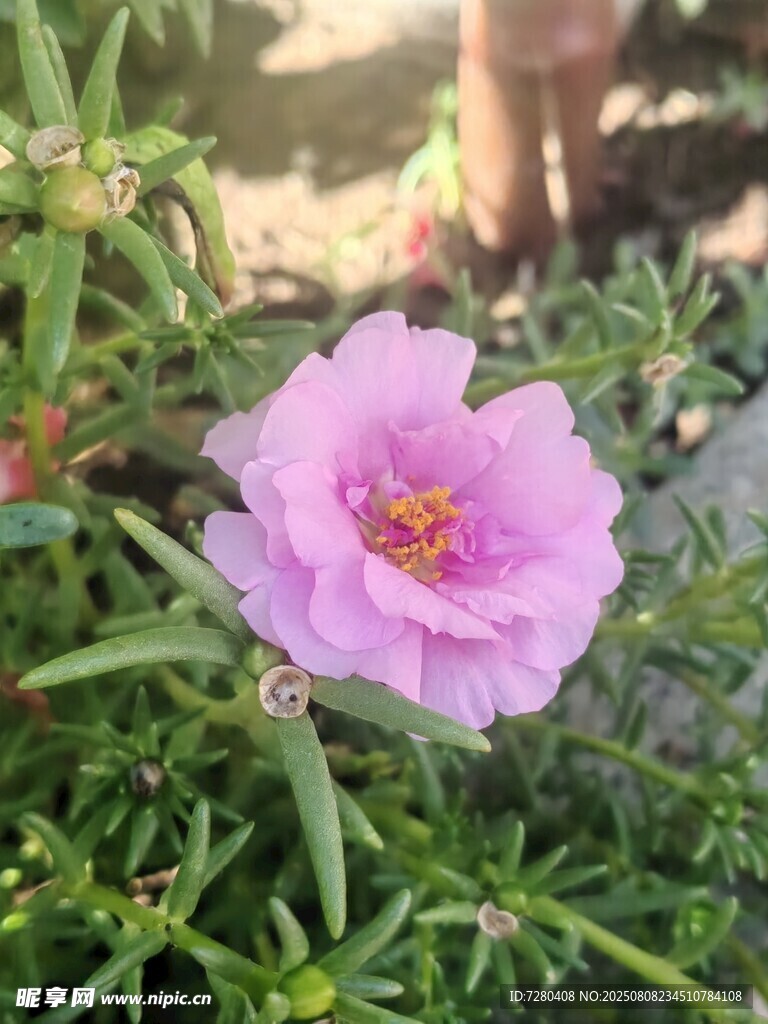 嬌艷粉色太陽花綻放
