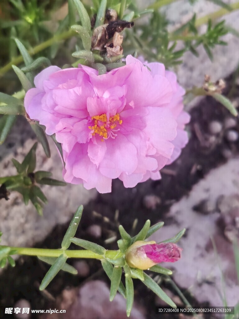 嬌艷粉色太陽花特寫