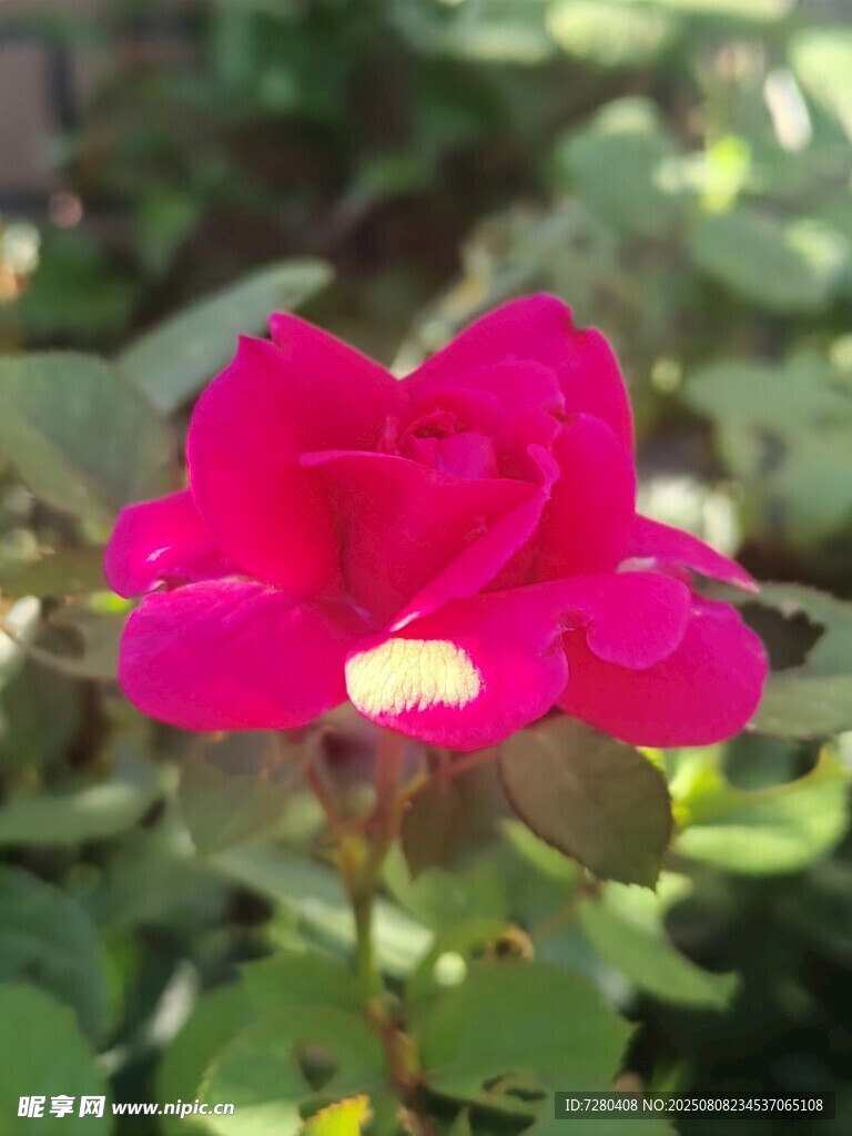 嬌艷欲滴的玫紅色月季花