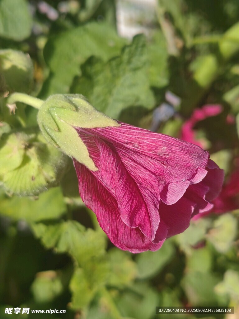 嬌艷綻放的紫紅色蜀葵花