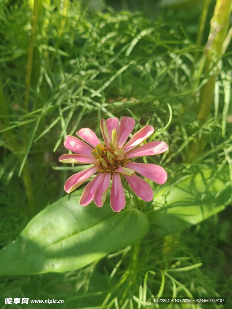 嬌艷粉色小花綻放綠葉間