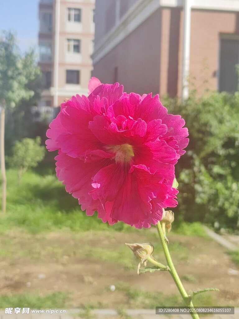 嬌艷粉色蜀葵花