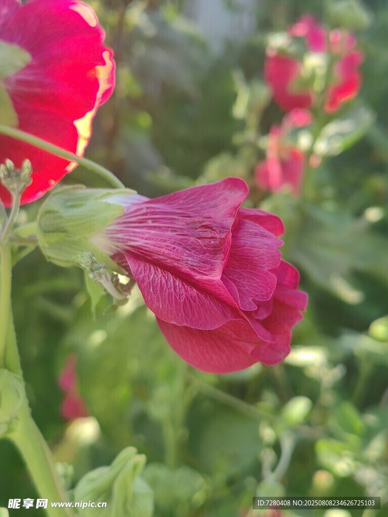 嬌艷綻放的紅色蜀葵花朵