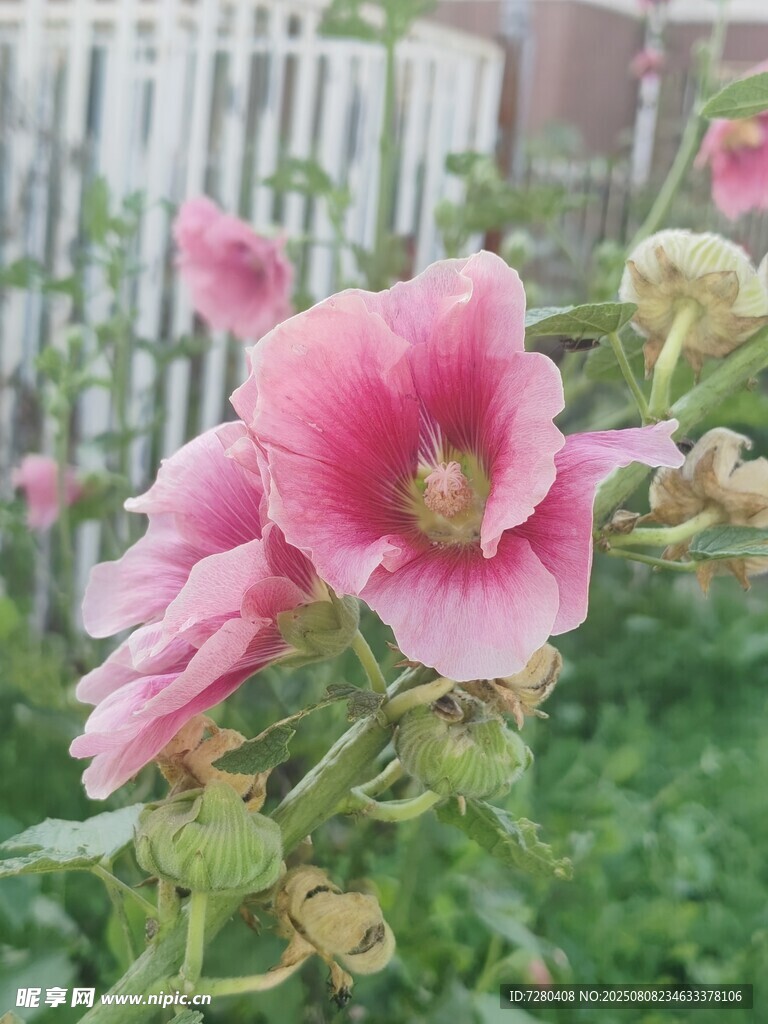 嬌艷蜀葵花綻放庭院