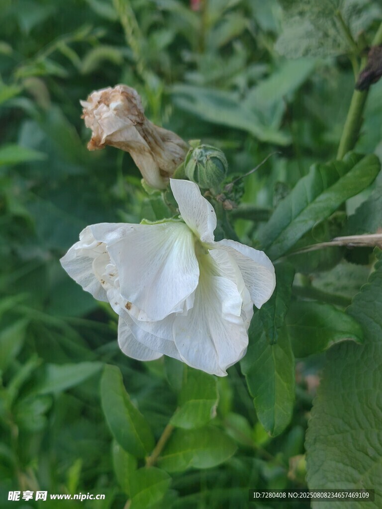 雨中凋零的白色花朵