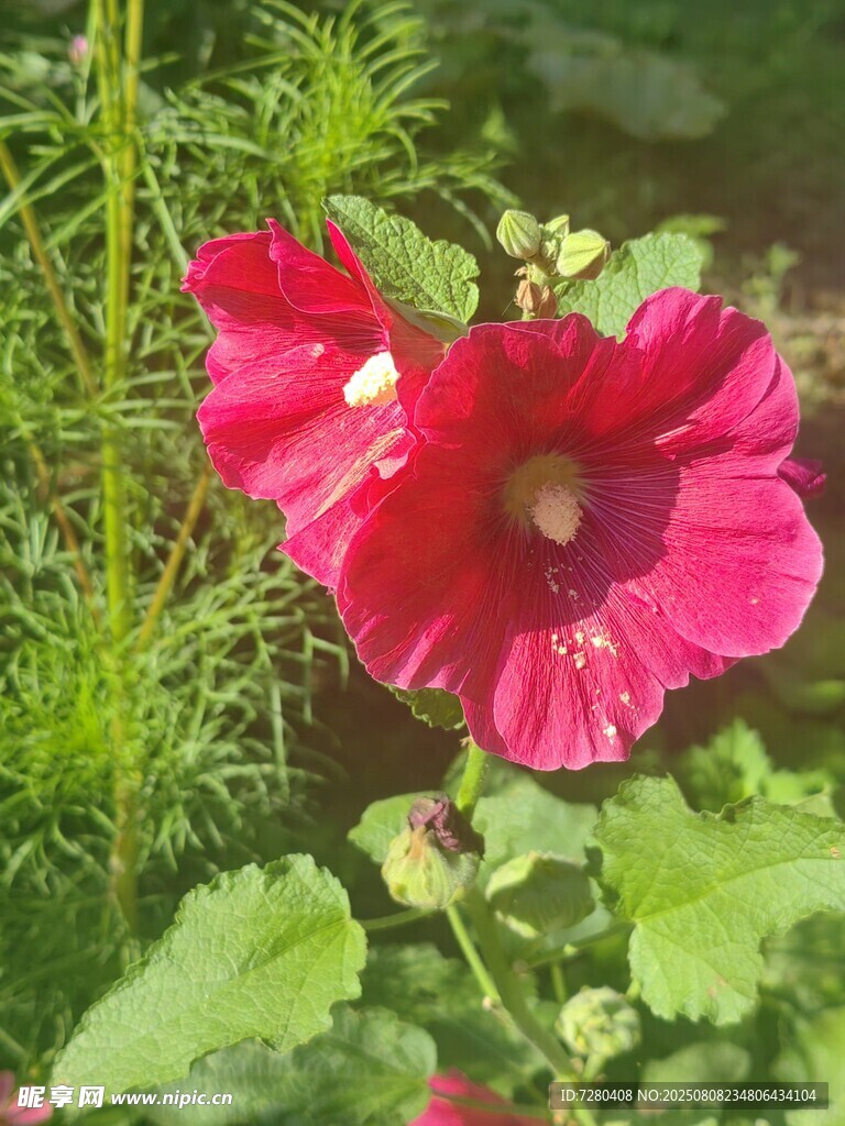 艷麗紅蜀葵綻放于草叢