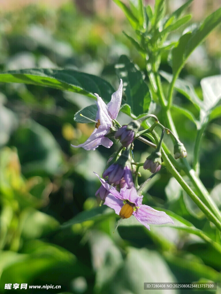 田間綻放的紫色茄花