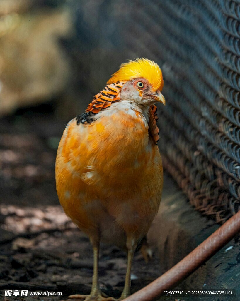 美麗金雉鳥特寫