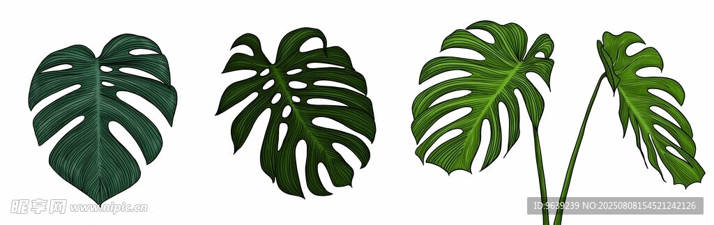 熱帶植物