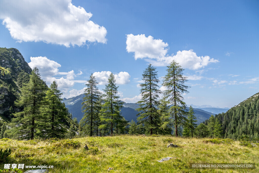 山間草地與挺拔樹木景觀