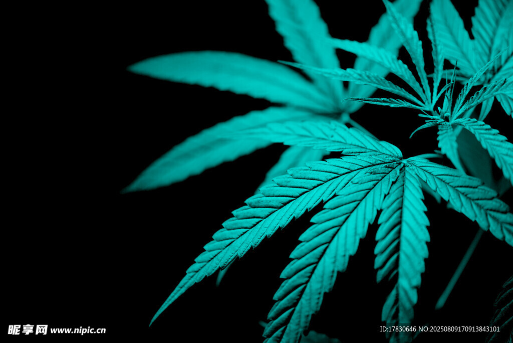 藍(lán)綠色調(diào)的大麻葉特寫