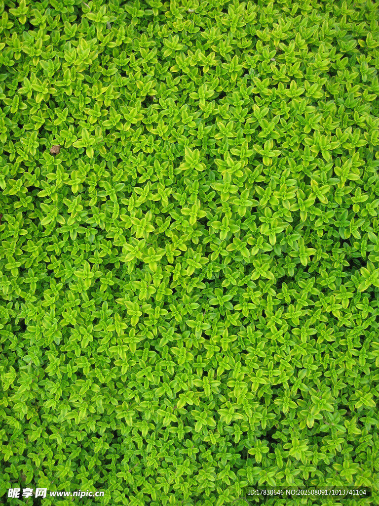 翠綠生機(jī)盎然的苔蘚背景