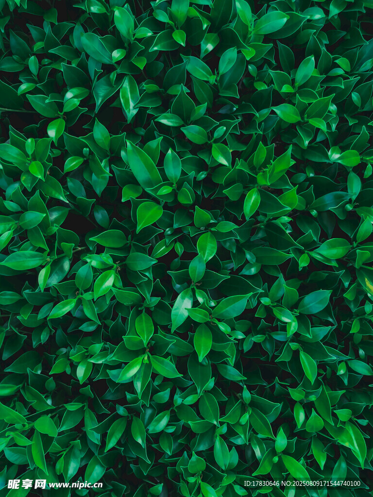翠綠繁茂的植物葉片背景