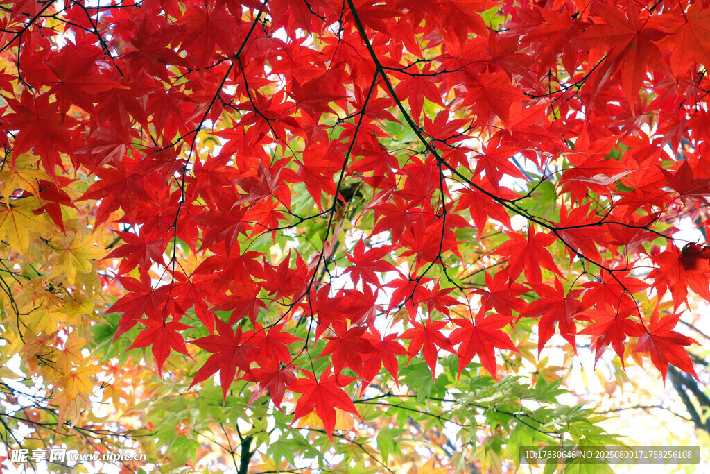 秋日紅楓葉景