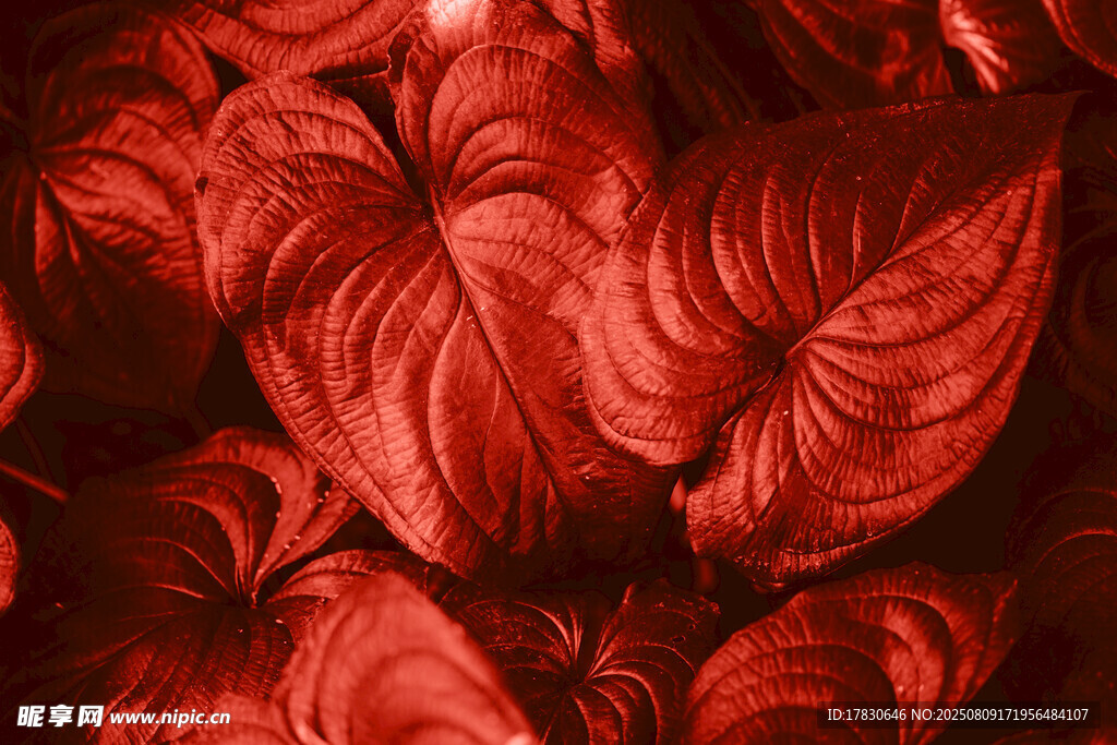 深紅褶皺織物紋理特寫