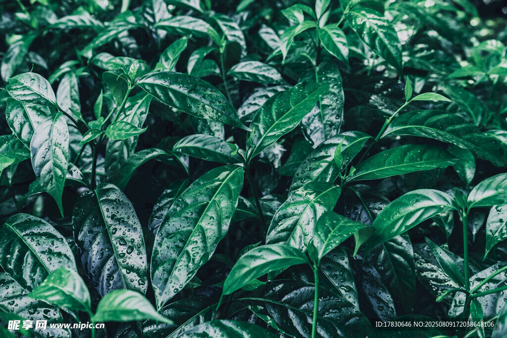 翠綠繁茂的植物葉片