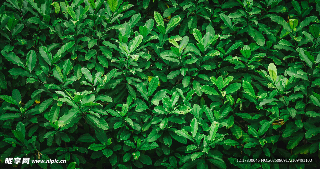 翠綠繁茂的植物葉片
