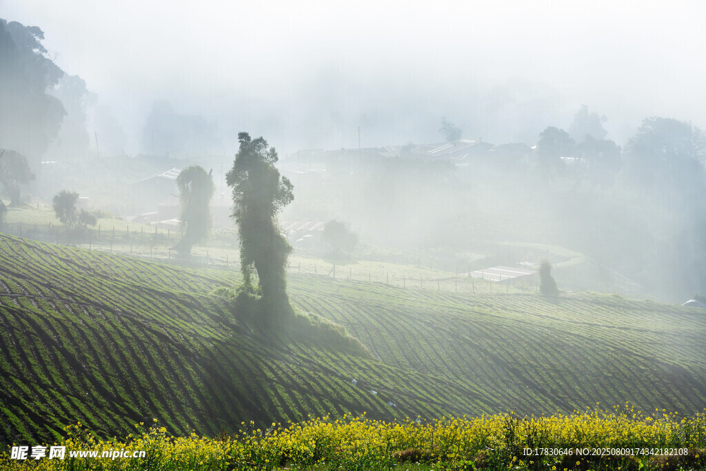 霧中茶園勞作景象