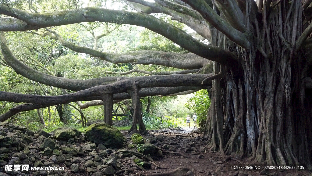 巨大榕樹形成獨特林間景觀