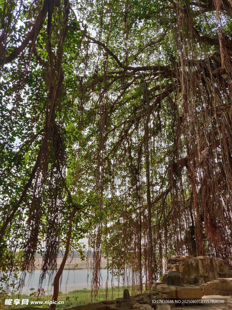 河畔茂密樹林景觀