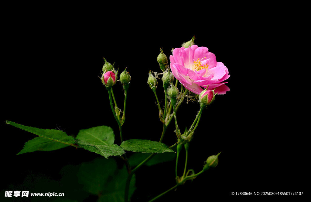 嬌艷粉薔薇綻放